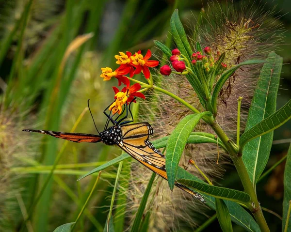 Detailní Záběr Motýla Monarchy Roztaženými Křídly Červeném Květu Obklopeném Zeleným — Stock fotografie