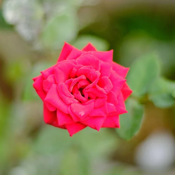Крупный План Цветка Красной Розы Зелеными Листьями Размытом Фоне — стоковое фото