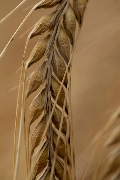 Вертикальный Макроснимок Всплеска Пшеницы Поле Днем Размытом Фоне — стоковое фото