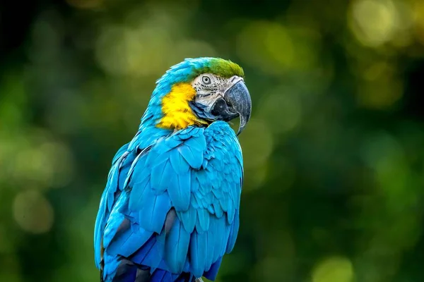 Close Papagaio Macaw Azul Amarelo Colorido Capturado Contra Fundo Desfocado — Fotografia de Stock