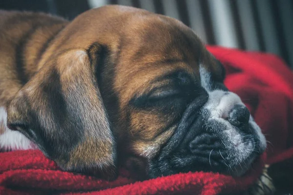 Ένα Κοντινό Πλάνο Ενός Καφέ Μποξέρ Σκύλου Ξαπλωμένου Και Χαλαρό — Φωτογραφία Αρχείου