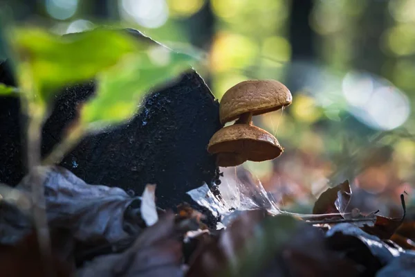 Eine Nahaufnahme Des Pilzwachstums Auf Dem Waldboden Mit Braunen Herbstblättern — Stockfoto