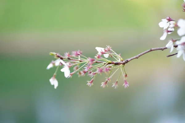 Uma Macro Botões Flor Galho Árvore Durante Primavera — Fotografia de Stock