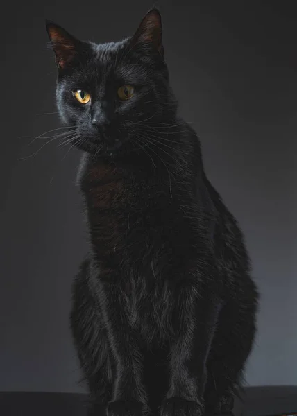 Μαύρη Γάτα Πάνω Μαύρο Φόντο — Φωτογραφία Αρχείου
