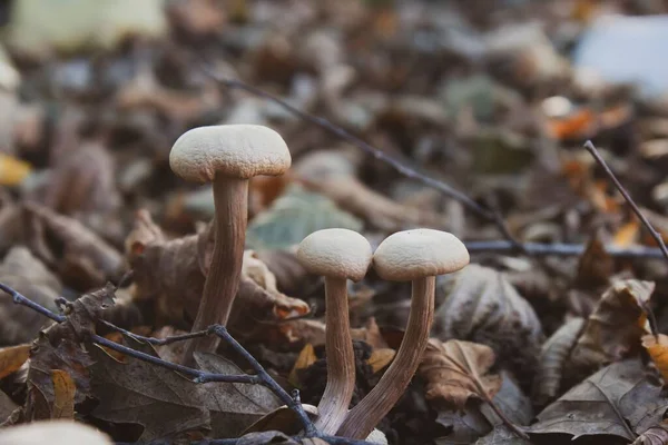Closeup Shot Gymnopus Mushroom Forest — Stock Photo, Image
