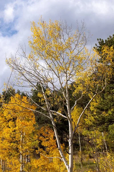 Sonbahar Ormanındaki Sarı Aspen Ağaçlarının Dikey Görüntüsü — Stok fotoğraf