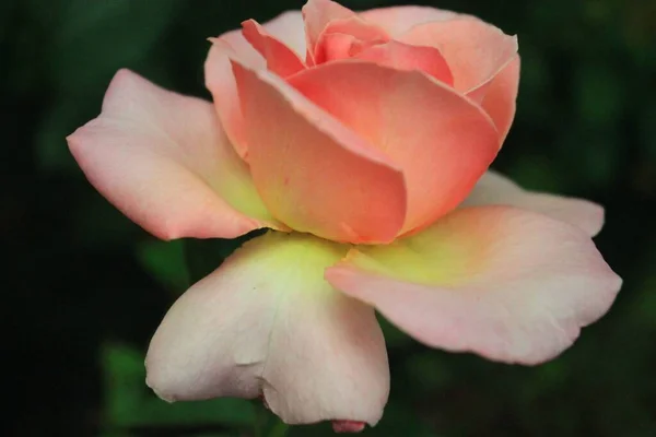 Primer Plano Jardín Rosa Claro Rosa — Foto de Stock