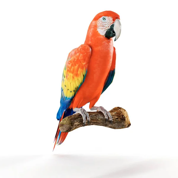 Obrázek Červeného Papouška Sedícího Větvi Izolované Bílém Pozadí — Stock fotografie