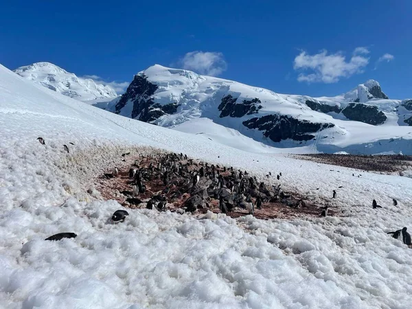 Pinguini Sulla Costa Innevata Dell Oceano Antartide Con Una Collina — Foto Stock