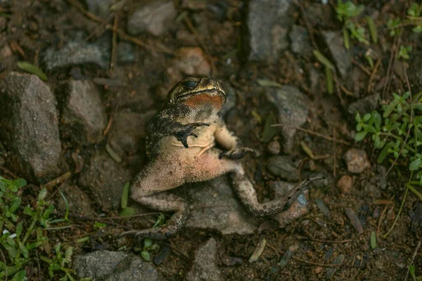 Лягушка Вершине Груды Камней Спине — стоковое фото