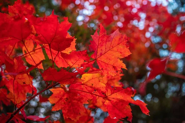 秋天在树枝上发现的红色叶子的特写照片 — 图库照片