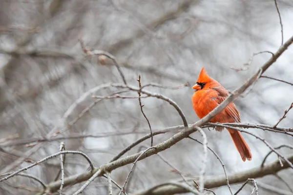 Închidere Unui Mic Cardinal Drăguț Din Nord Care Stă Ramură — Fotografie, imagine de stoc