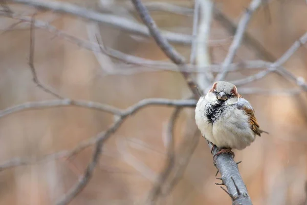 Selektivní Soustředění Malého Vrabce Usazeného Holé Větvi Stromu — Stock fotografie