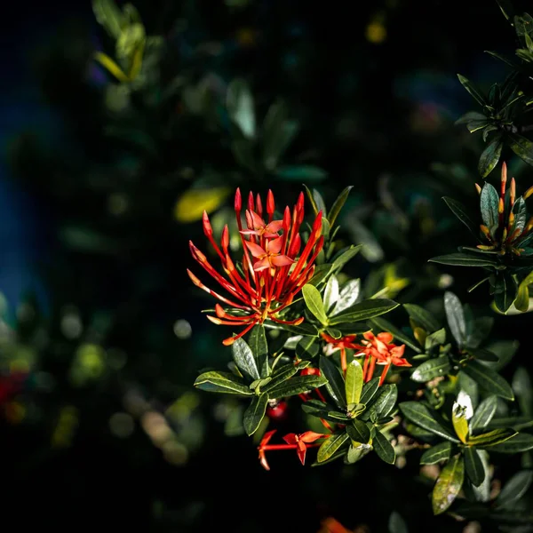 Ein Malerischer Blick Auf Rote Dschungel Geranienblüten Mit Grünen Blättern — Stockfoto