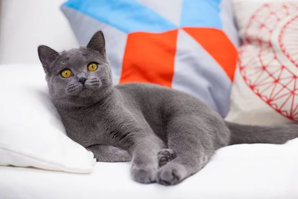 영국짧은 고양이의 아름다운 — 스톡 사진
