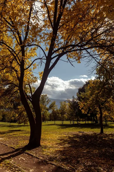 Vertikal Bild Ett Träd Park Solig Höstdag Den Blå Himlen — Stockfoto