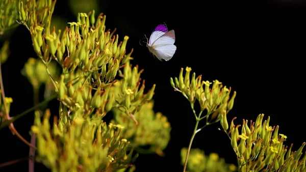 Close Mace Lepidoptera Papilionoformes Butterfly Flying Next Flowers — Stock Photo, Image