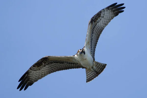 Primer Plano Águila Pescadora Pandion Haliaetus Durante Vuelo — Foto de Stock
