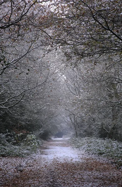 Вертикальний Знімок Стежки Лісі Бірмінгемі Велика Британія Туманний День — стокове фото
