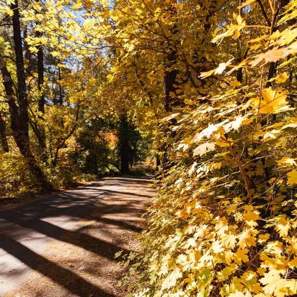 Ένας Επαρχιακός Δρόμος Μέσα Από Φθινοπωρινά Δέντρα Ένα Δάσος — Φωτογραφία Αρχείου