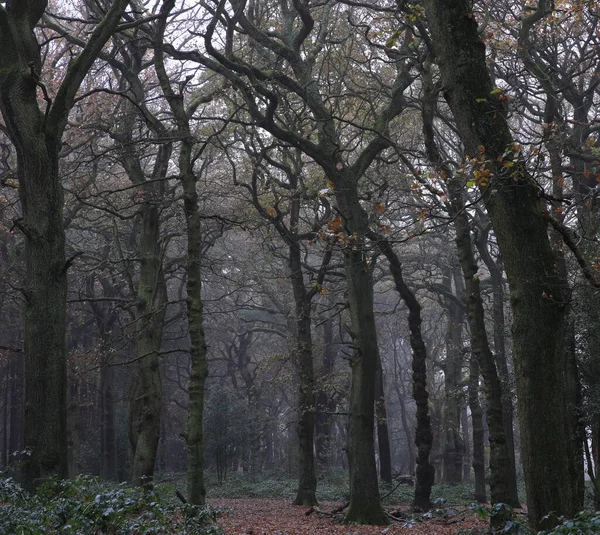 Een Schilderachtig Uitzicht Bladloze Bomen Sutton Park Birmingham — Stockfoto