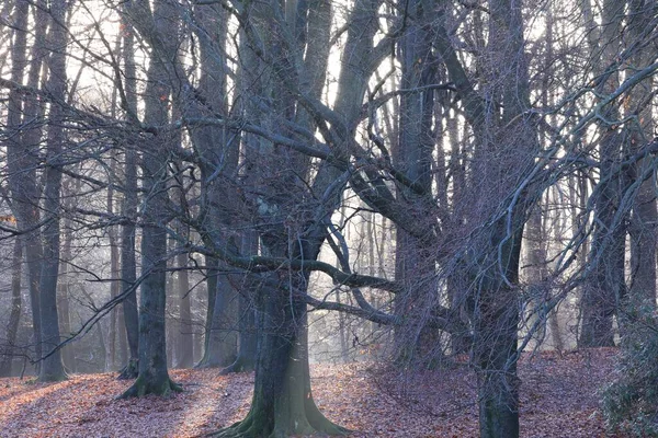 Malebný Pohled Sluneční Paprsky Které Prosvítají Bezlistými Stromy Sutton Parku — Stock fotografie