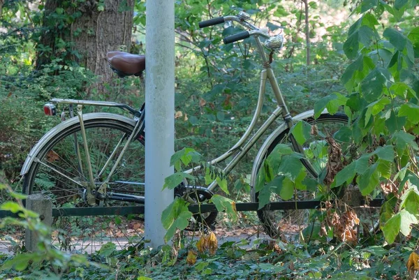 阳光灿烂的一天 一辆自行车停在森林里的特写 — 图库照片