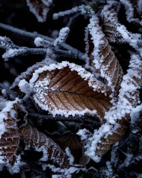 Closeup Shot Dry Leaves Covered Frost — Stock Photo, Image