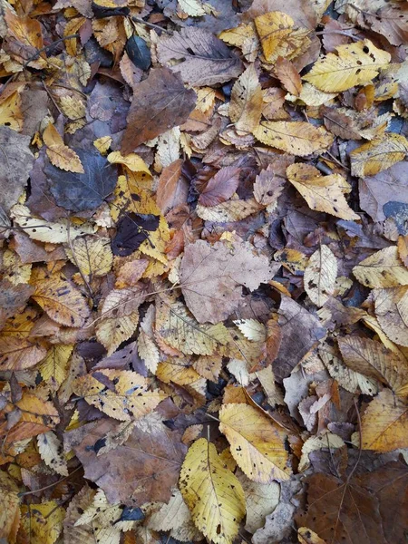 Folhas Outono Que Caíram Das Árvores — Fotografia de Stock