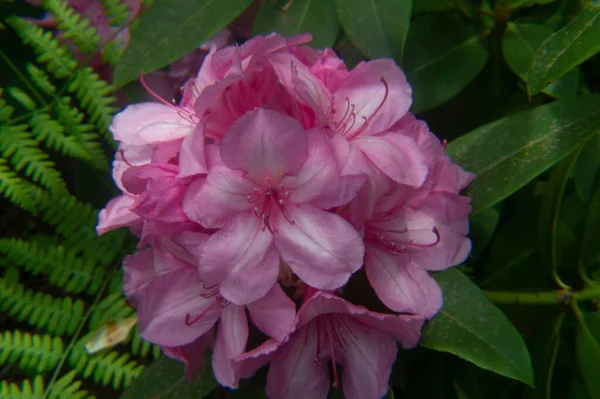 Closeup Pink Rhododendron President Roosevelt Flowers Green Leaves Garden — Stock Photo, Image