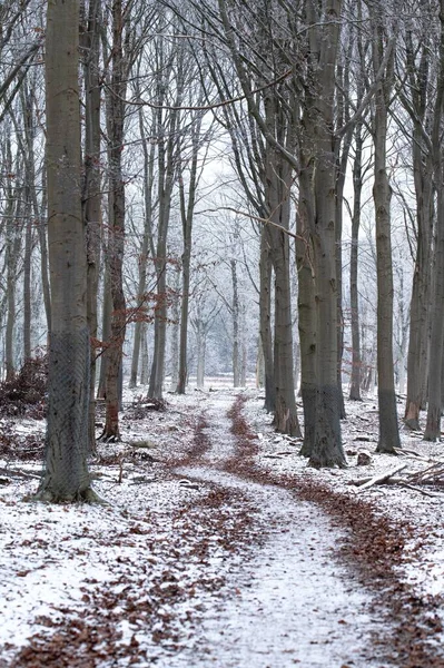 Kış Boyunca Ormanda Karla Kaplı Bir Toprak Yolun Dikey Görüntüsü — Stok fotoğraf