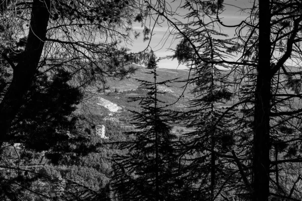 Grayscale View Trees Landscape Moliterno Southern Italy — Stock Photo, Image