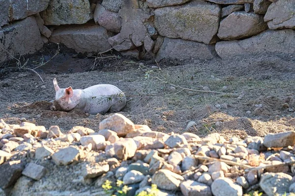 一只可爱的粉红猪在野外泥泞的土地上坐着 — 图库照片