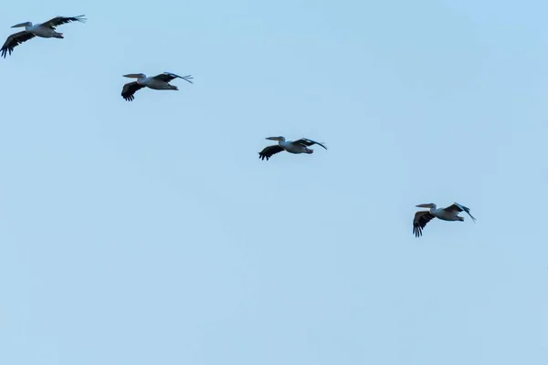 Een Lage Hoek Opname Van Een Kudde Pelikanen Vliegend Lucht — Stockfoto