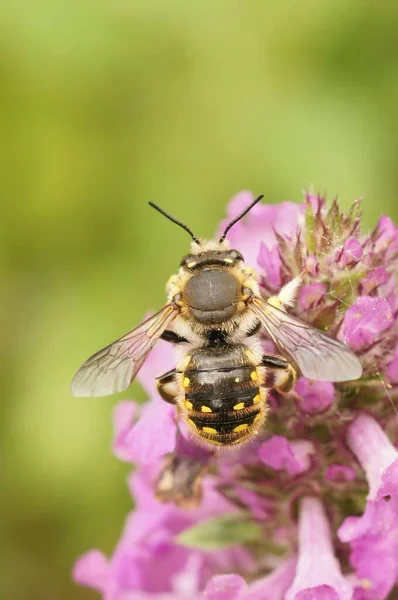 Φυσικό Κοντινό Στο Πολύχρωμο Κίτρινο Ριγέ Ευρωπαϊκή Woolcarder Μοναχική Μέλισσα — Φωτογραφία Αρχείου