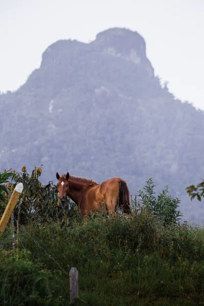Arka Planda Tepe Olan Kahverengi Bir Atın Dikey Çekimi — Stok fotoğraf