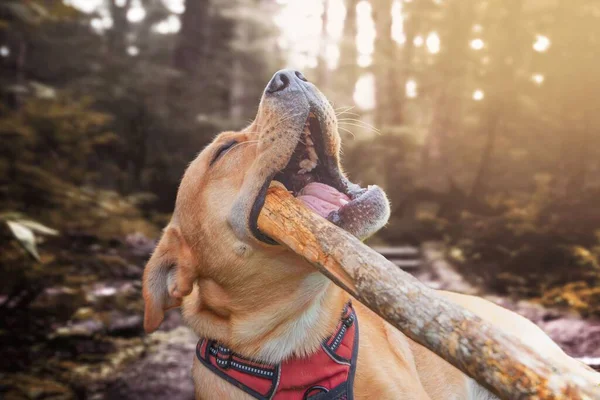 A cute golden Labrador Retriever playing with a big stick in a forest during the golden sunset