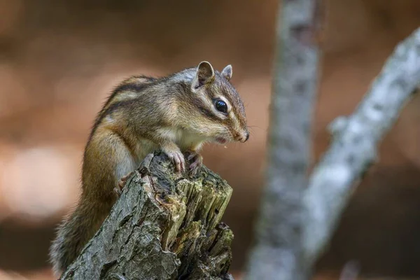 Closeup Shot Siberian Chipmunk Wooden Tree Branch Forest — Stock Photo, Image