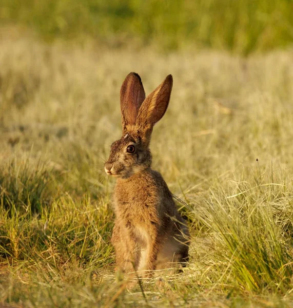 Vertical Shot Wild Scrub Hare Lepus Saxatilis Watching Something Grass — Stock Photo, Image