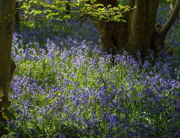 Eine Nahaufnahme Von Blauglocken Einem Beleuchteten Wald Frühling — Stockfoto