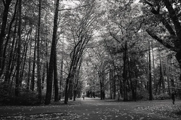 Серый Кадр Перекрестка Деревья Опавшими Листьями Земле Лесу Осенью — стоковое фото