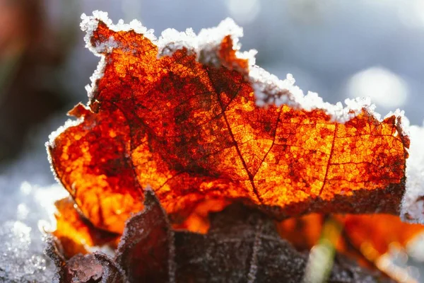 Ένα Κοντινό Πλάνο Κόκκινα Φύλλα Καλυμμένα Πάγο Μια Χιονισμένη Μέρα — Φωτογραφία Αρχείου