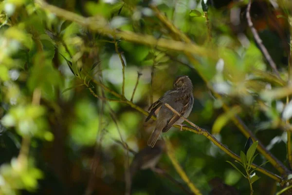 一只斑斑捕猎者在白天停在树枝上的特写镜头 — 图库照片