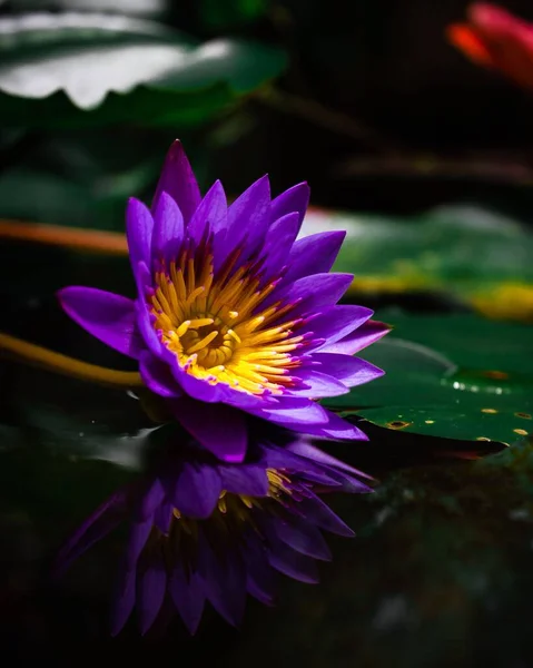 연못에서 자주색 연꽃의 — 스톡 사진