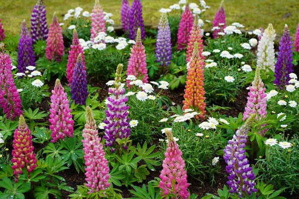 Bahçede Çiçek Açan Gökkuşağı Lupin Çiçeklerinin Yüksek Açılı Çekimi — Stok fotoğraf