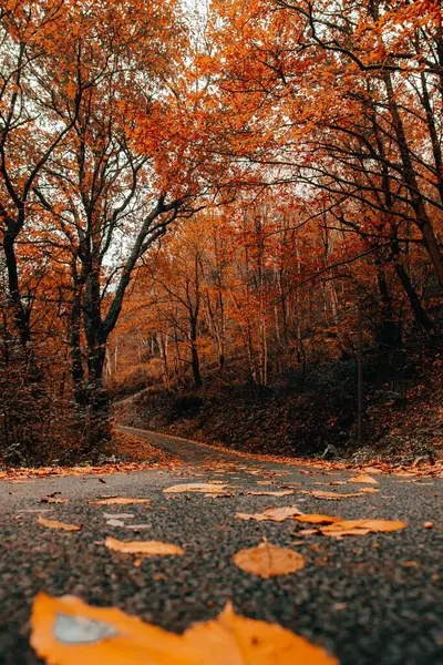 Una Strada Stretta Nella Luminosa Foresta Autunnale — Foto Stock