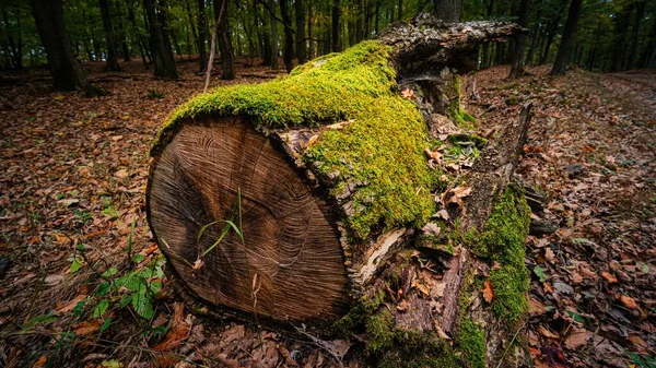 Вырубленное Дерево Покрытое Мхом Изолированное Лесу — стоковое фото