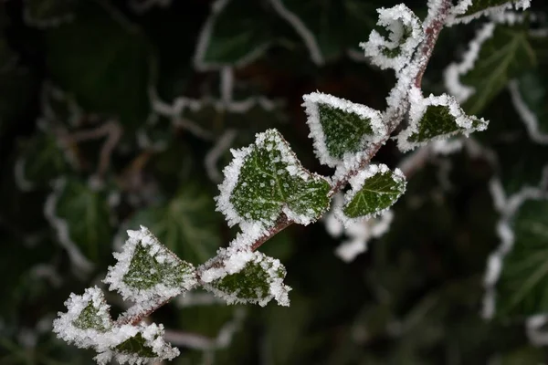 霜に覆われた緑の葉を持つ枝のクローズアップショット — ストック写真