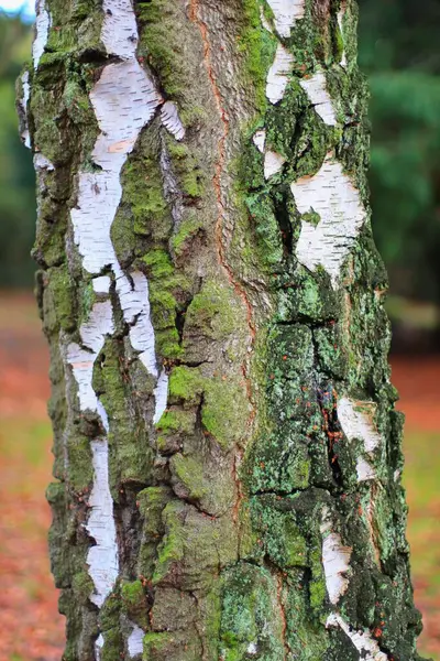 Yosun Tutmuş Bir Ağacın Dikey Görüntüsü — Stok fotoğraf