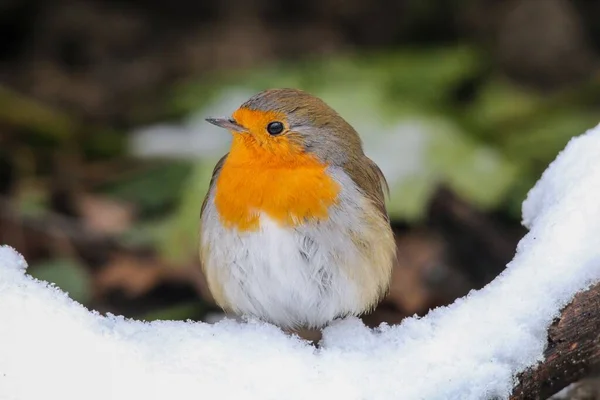 Close Robin Europeu Bonito Empoleirado Neve Durante Dia — Fotografia de Stock
